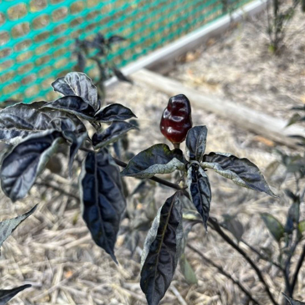 Puma Pepper Seeds