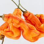 Sugar Rush Stripey Pepper Seeds