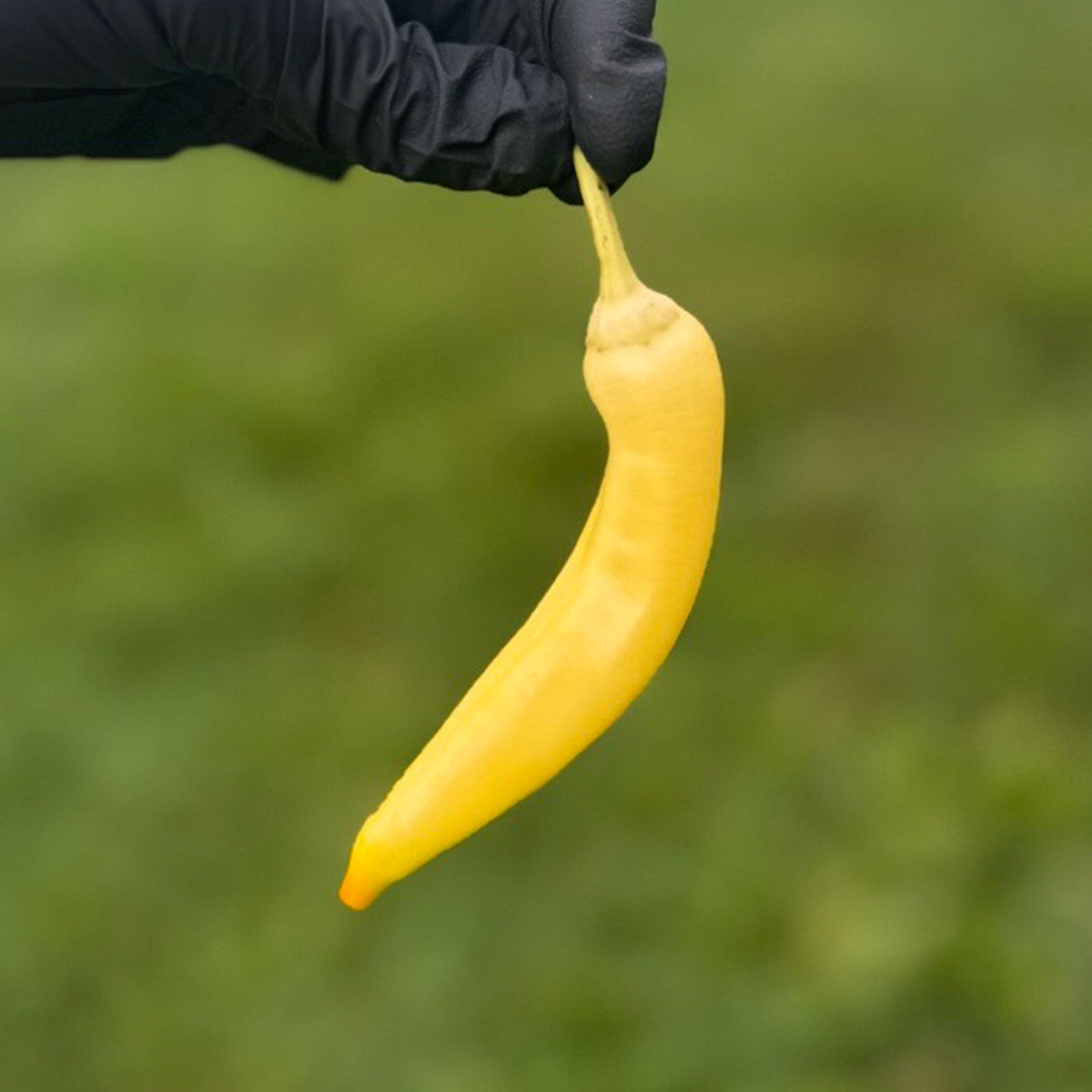 Sweet Banana Pepper Seeds