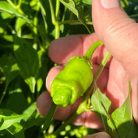 Thumbnail for Peter Pepper Seeds