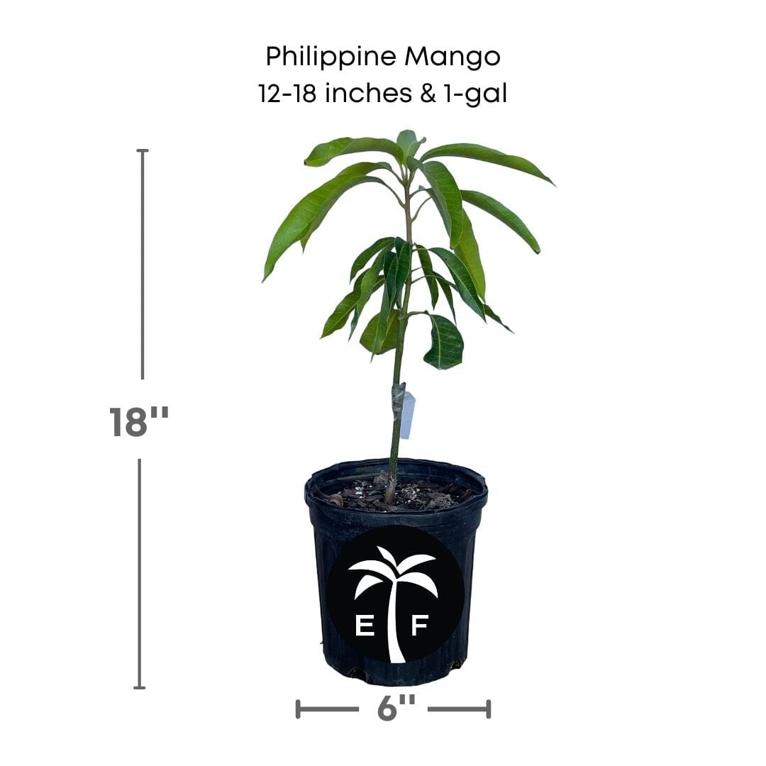 Philippine Filipino Mango Tree, Manila Grafted
