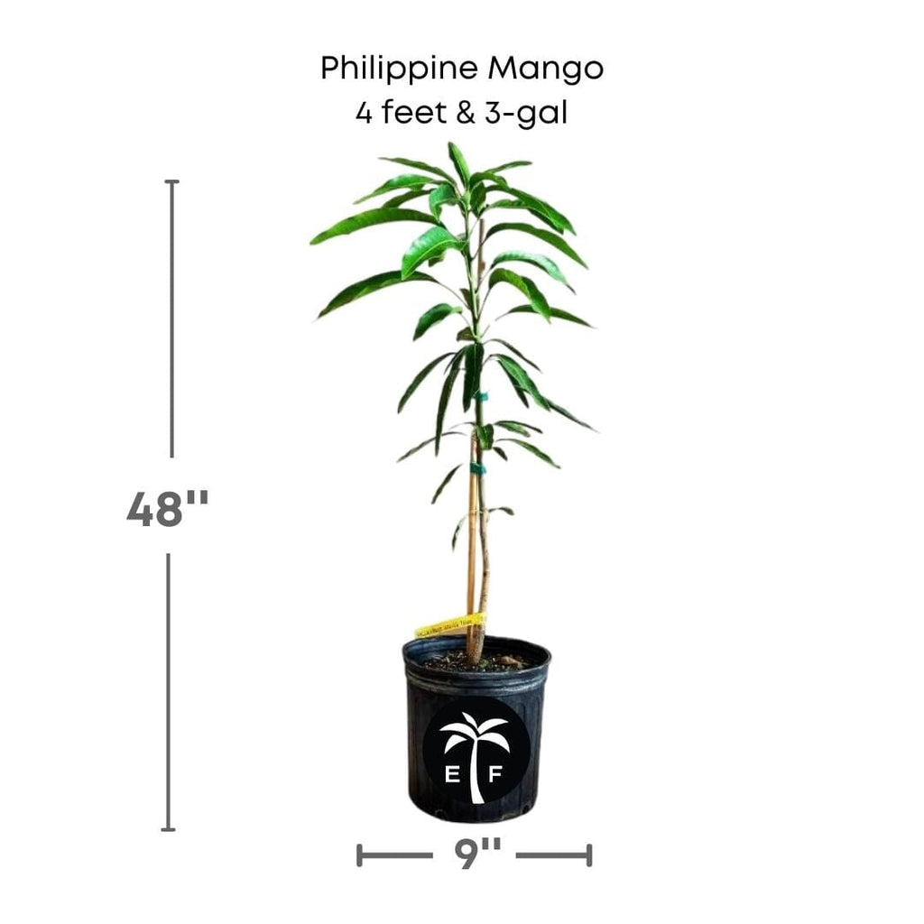 Philippine Filipino Mango Tree, Manila Grafted