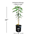 Philippine Filipino Mango Tree, Manila Grafted
