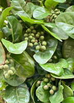Pigeon Plum (Coccoloba diversifolia)