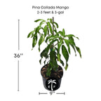 Pina Collada Mango Tree Grafted