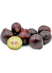Purple Forest Guava (Psidium eugeniaefolia)