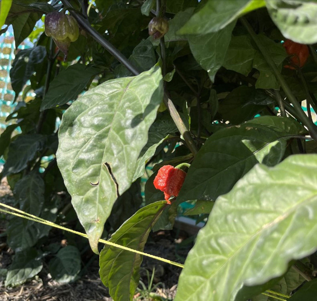 Purple Death Pepper Seeds