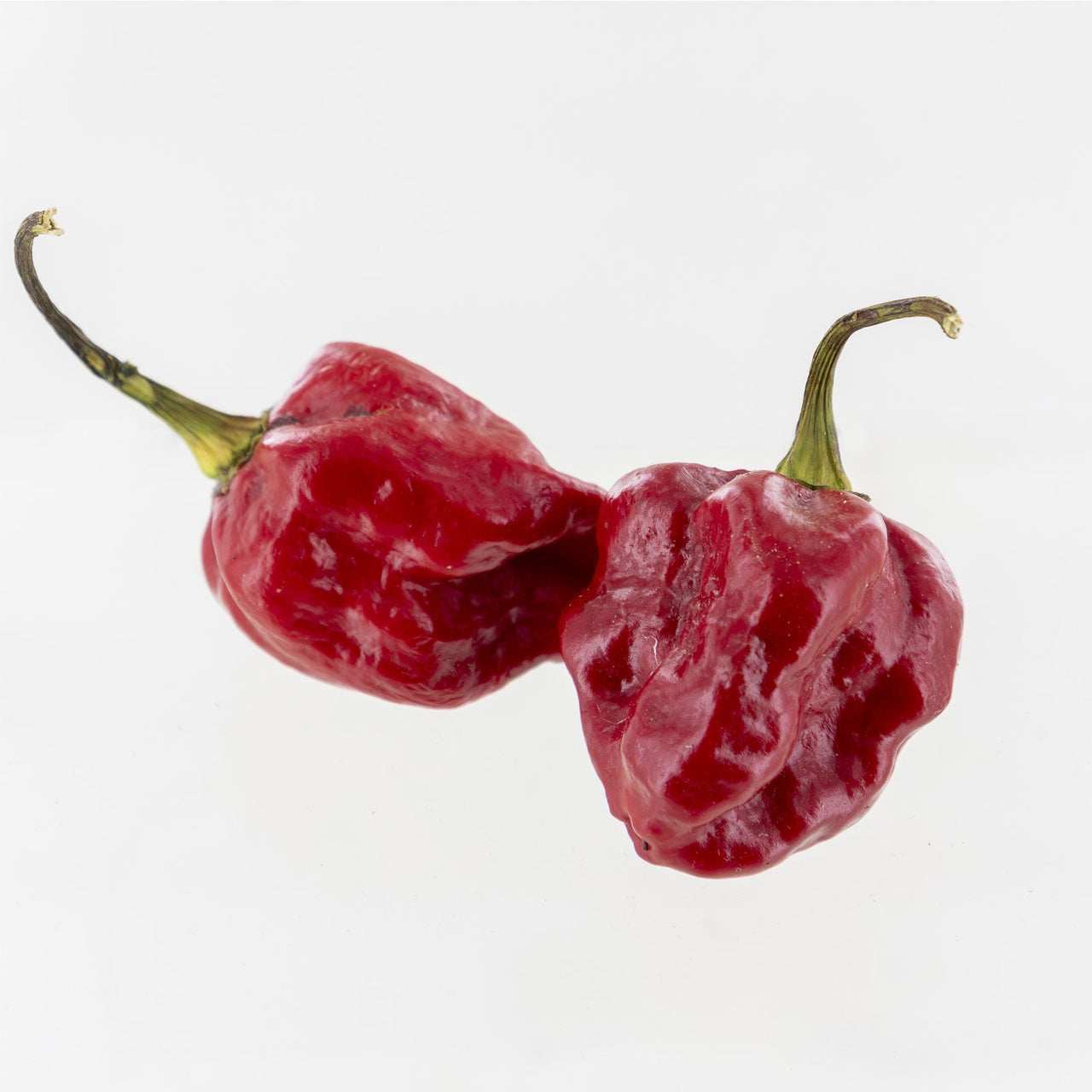 Purple Ghost Scorpion Pepper Seeds