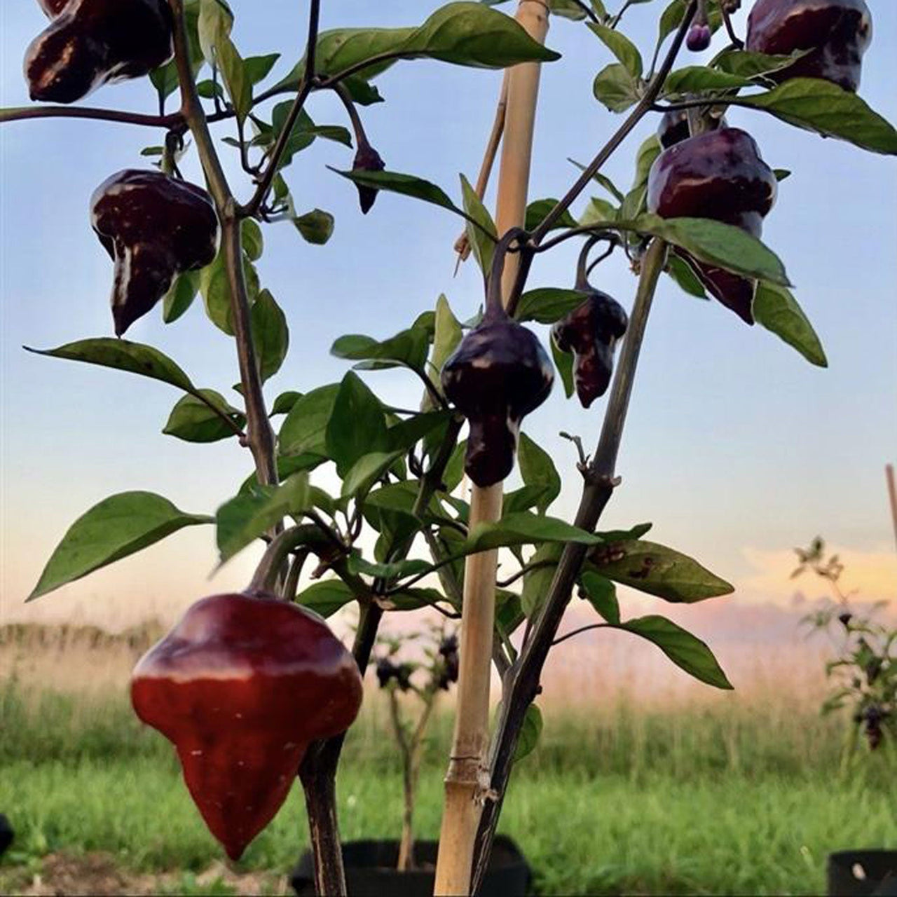 Purple UFO Pepper Seeds