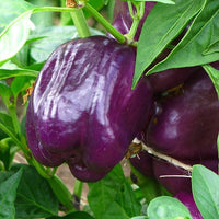 Thumbnail for Purple Beauty Pepper Seeds