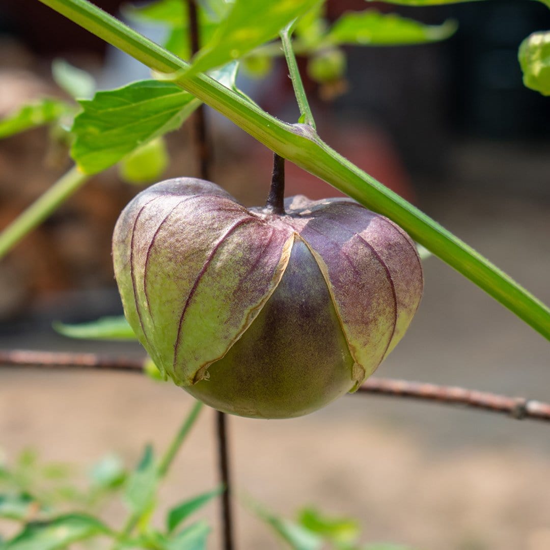 Purple De Milpa Tomatillo Seeds