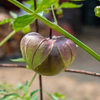 Thumbnail for Purple De Milpa Tomatillo Seeds