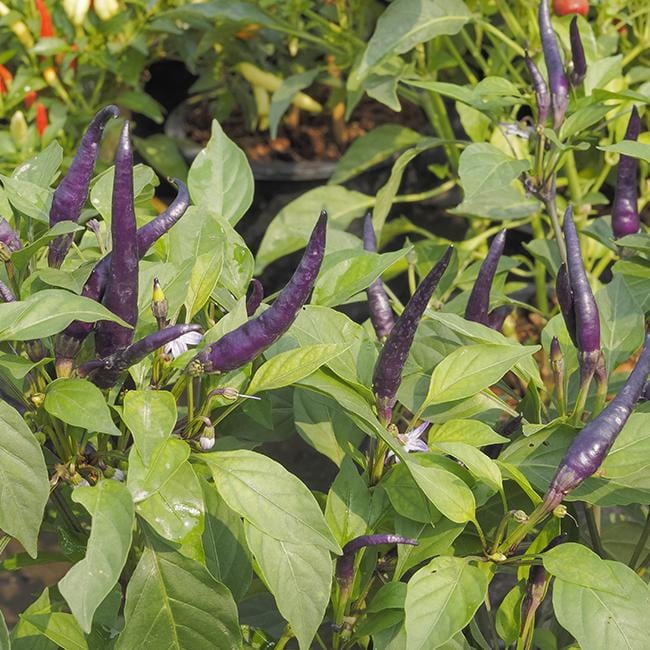 Purple Cayenne Pepper Seeds