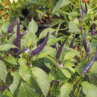 Thumbnail for Purple Cayenne Pepper Seeds