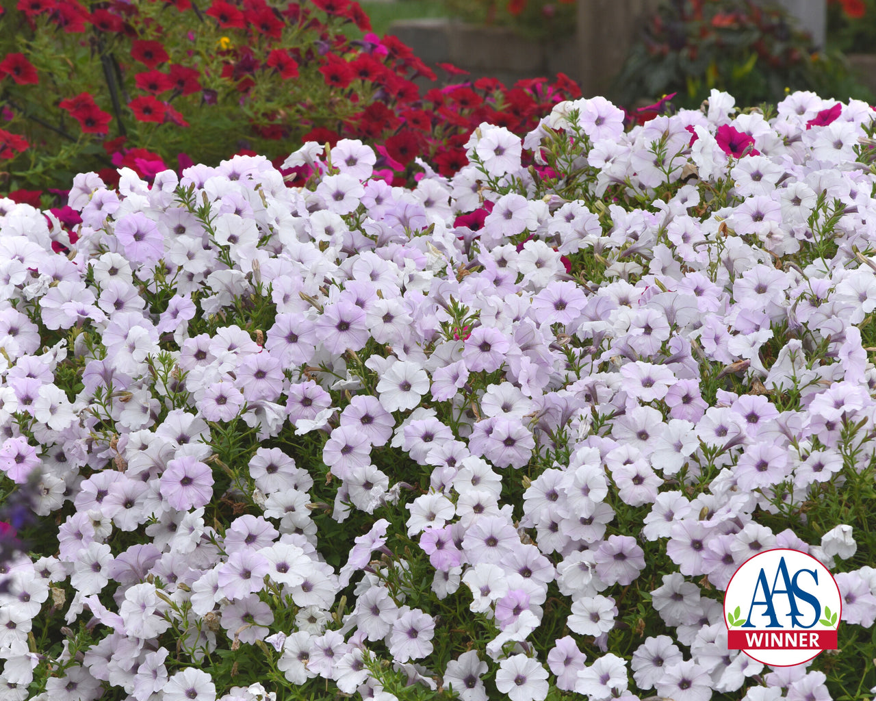 Hybrid Tidal Wave® Silver Spreading Petunia Seeds