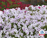 Hybrid Tidal Wave® Silver Spreading Petunia Seeds