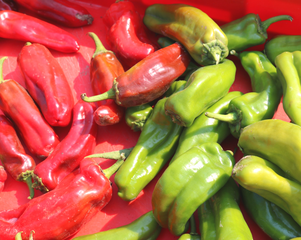 Giant Marconi Hybrid Pepper Seeds