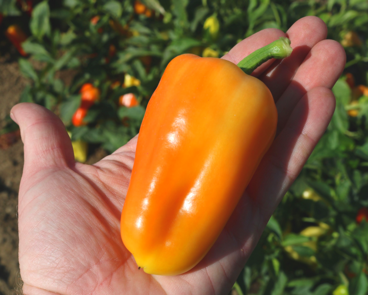 Gypsy Hybrid Pepper Seeds