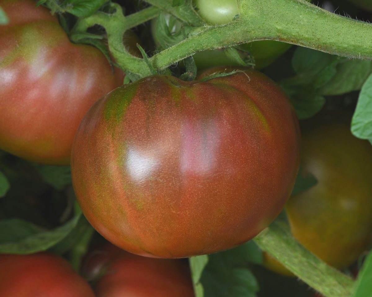 Darkstar Hybrid Tomato Seeds