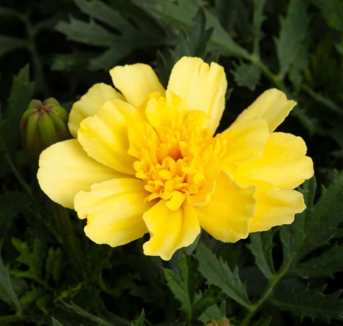 marigold vanilla seeds Alumia Vanilla Cream Marigold Seeds