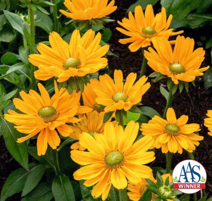 Amarillo Gold Rudbeckia Seeds