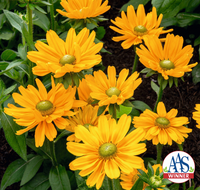 Amarillo Gold Rudbeckia Seeds