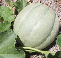 Ambrosia Hybrid Cantaloupe Seeds