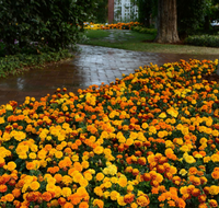 Hot Pak Mix Marigold Seeds