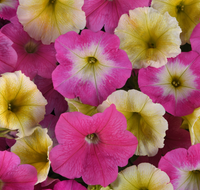 E3 Easy Wave Sweet Taffy Mix Hybrid Petunia Seeds