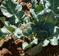 Castle Dome Hybrid Broccoli Seeds