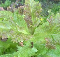 Prizehead Lettuce Seeds