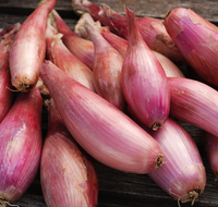 Zebrune Shallot Seeds