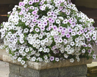 Hybrid Tidal Wave® Silver Spreading Petunia Seeds