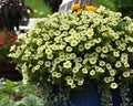 Hybrid Easy Wave Yellow Spreading Petunia Seeds