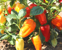 Gypsy Hybrid Pepper Seeds