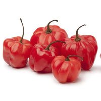 Red Scotch Bonnet Hot Pepper Seeds