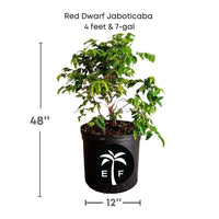 Red Dwarf Jaboticaba Tree, Hybrid