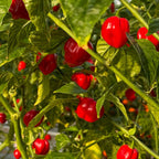Red Savina Habanero Pepper Seeds