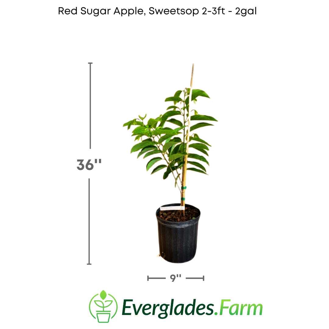Red Sugar Apple, Sweetsop, Annona Tree