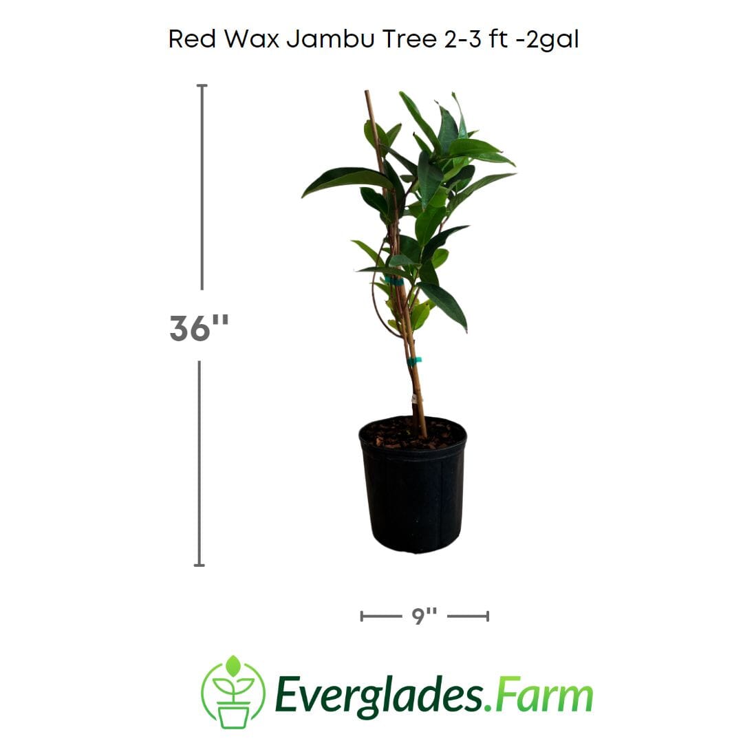 Red Wax Jambu Tree