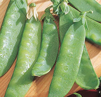 Mammoth Melting Sugar Pea Seeds