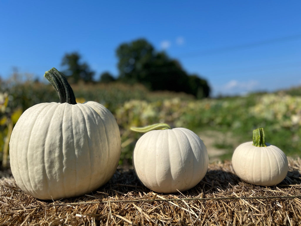 Abominable Hybrid Pumpkin Seeds