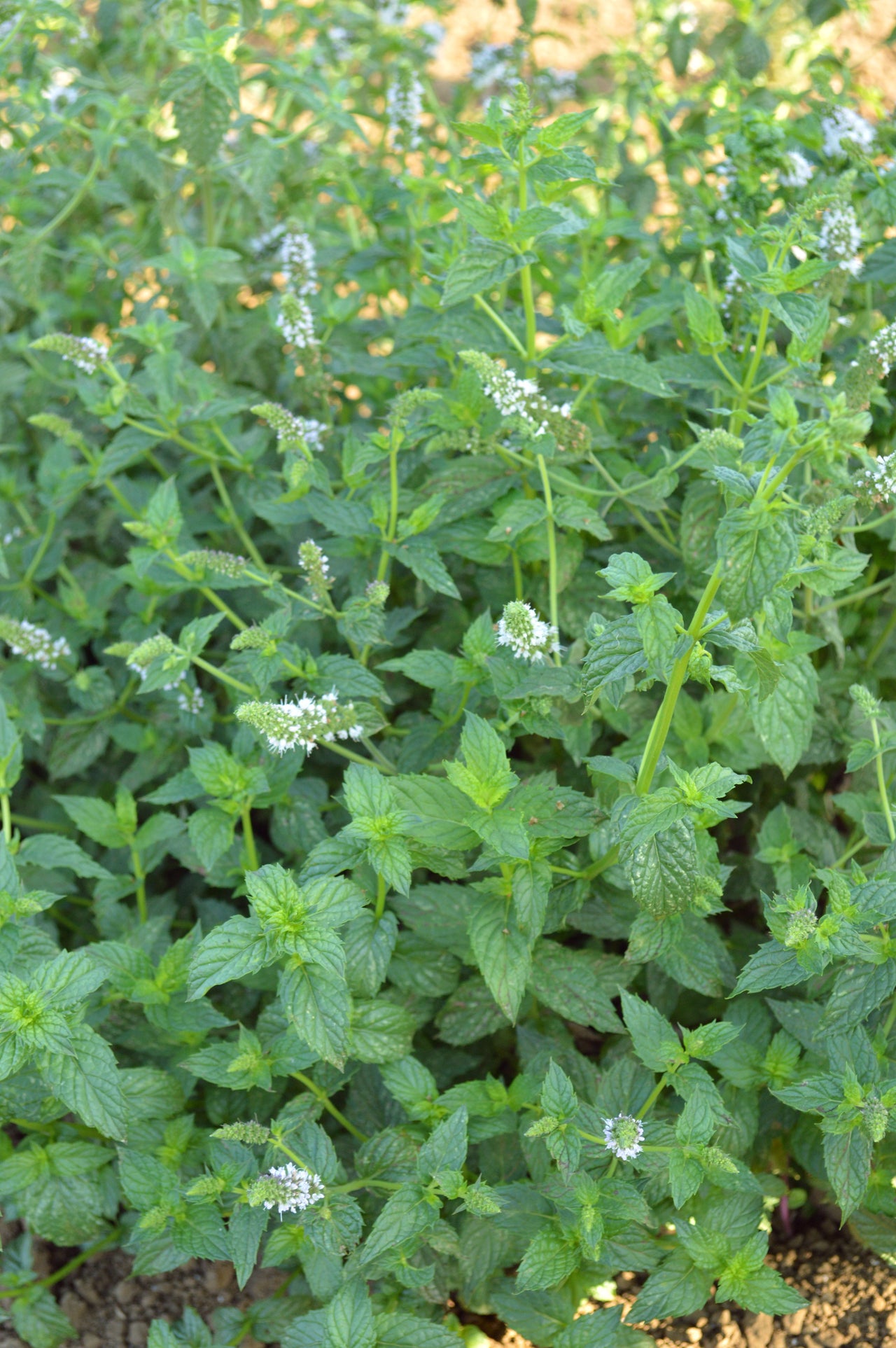 planting spearmint seeds Spearmint Seeds – The Pepper Pantry