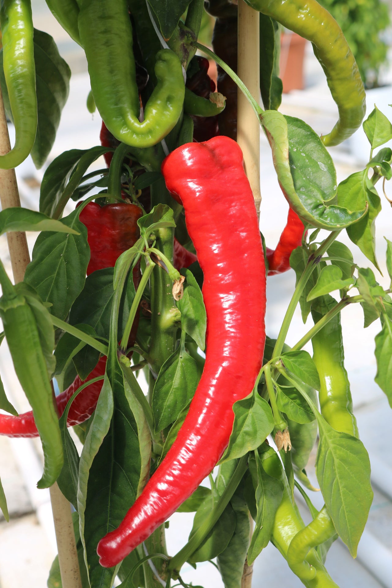 Mesilla Hybrid Pepper Seeds