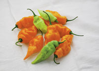 Habanada Pepper Seeds