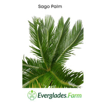 Sago Palm Tree  in 3 gal container 3 feet tall