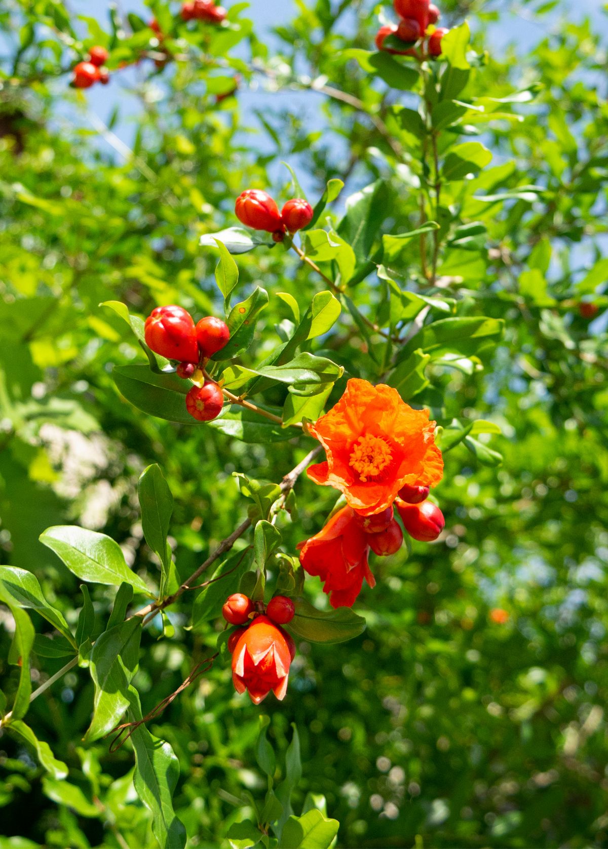 Pomegranate 'Salavatski' (Punica granatum)
