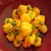 Yellow Scotch Bonnet Pepper Seeds