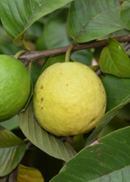 Cas Guava, Costa Rican Guava (Psidium friedrichsthalianum)