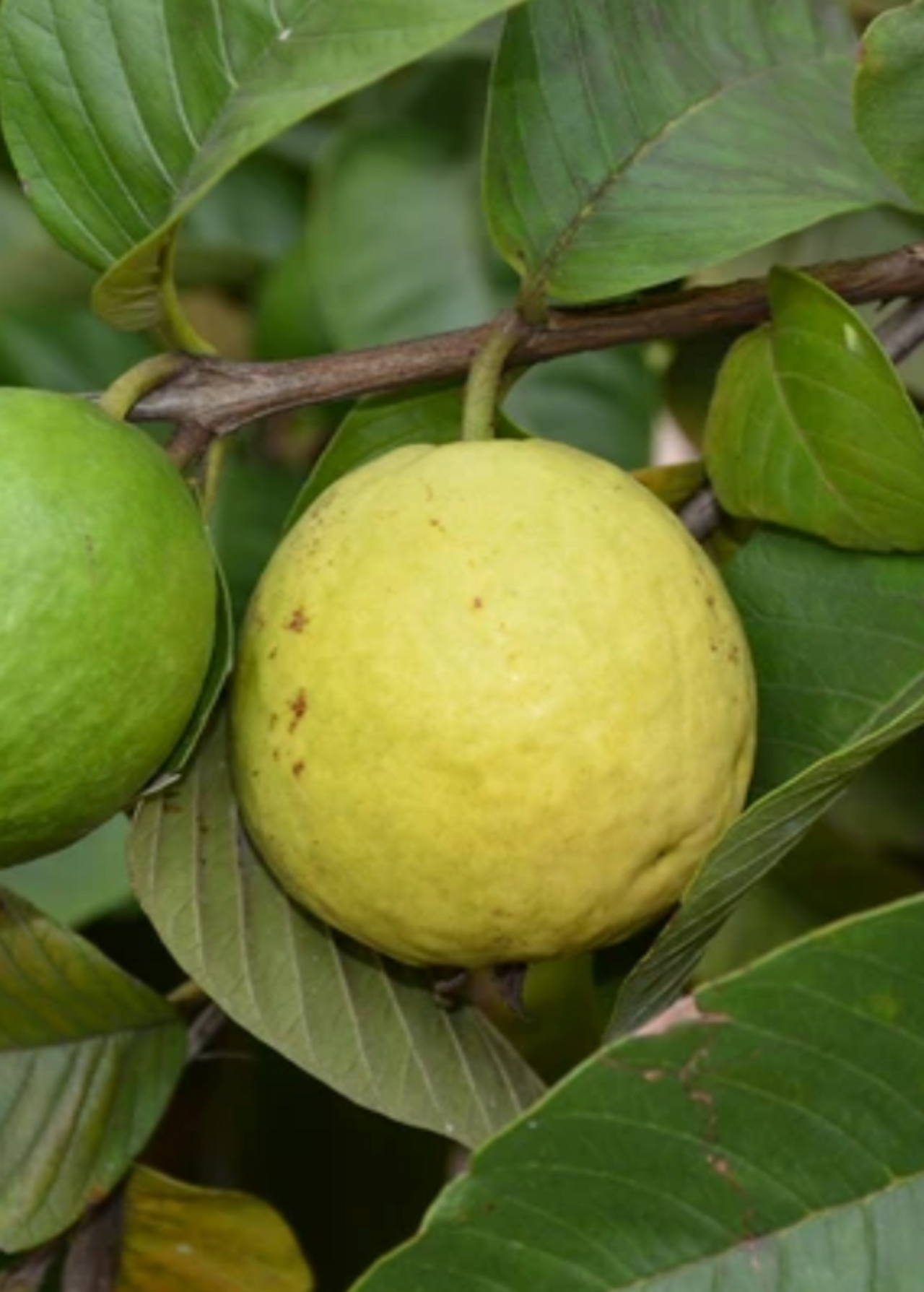 Cas Guava, Costa Rican Guava (Psidium friedrichsthalianum)